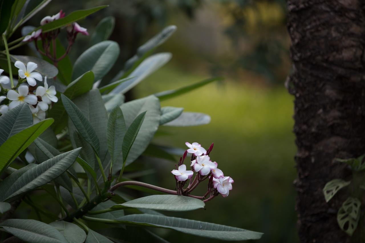 Sonalong Boutique Village & Resort Σιέμ Ρέαπ Εξωτερικό φωτογραφία